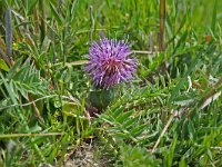 Atractylis gummifera 3, Saxifraga-Jeroen Willemsen