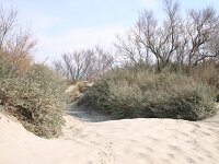 Atriplex halimus