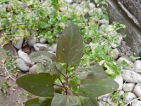 Atriplex hortensis 6, Tuinmelde, Saxifraga-Rutger Barendse