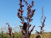 Atriplex hortensis var rubra 10, Tuinmelde, Saxifraga-Ed Stikvoort