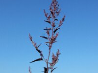 Atriplex hortensis var rubra 12, Tuinmelde, Saxifraga-Ed Stikvoort