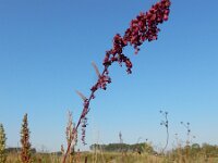 Atriplex hortensis var rubra 13, Tuinmelde, Saxifraga-Ed Stikvoort