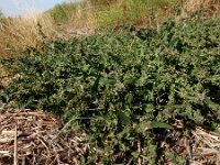 Atriplex x gustafssoniana 3, Spiesmelde x Gesteelde spiesmelde, Saxifraga-Ed Stikvoort