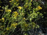 Aurinia saxatilis