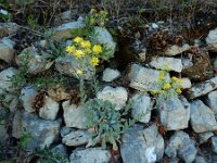 Aurinia saxatilis 5, Rotsschildzaad, Saxifraga-Ed Stikvoort : Marathias - Vathi Ithaki s9900
