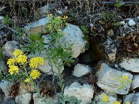 Aurinia saxatilis 8, Rotsschildzaad, Saxifraga-Ed Stikvoort : Marathias - Vathi Ithaki s9900