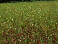 Avena sativa 3, Haver, Saxifraga-Hans Boll