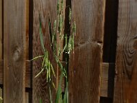 Avena sativa 7, Haver, Saxifraga-Ed Stikvoort