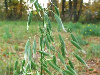 Avena sativa 1, Gekweekte haver, Saxifraga-Rutger Barendse