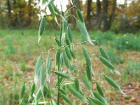 Avena sativa 1, Haver, Saxifraga-Rutger Barendse