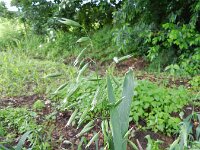 Avena sativa 2, Gekweekte haver, Saxifraga-Rutger Barendse