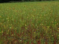 Avena sativa 3, Gekweekte haver, Saxifraga-Hans Boll