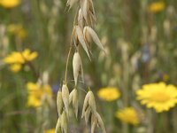 Avena sativa 4, Gekweekte haver, Saxifraga-Willem van Kruijsbergen