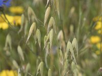 Avena sativa 5, Gekweekte haver, Saxifraga-Willem van Kruijsbergen