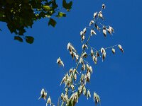 Avena sativa 6, Gekweekte haver, Saxifraga-Ed Stikvoort