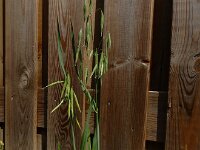 Avena sativa 7, Gekweekte haver, Saxifraga-Ed Stikvoort