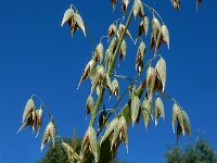 Avena sativa 8, Gekweekte haver, Saxifraga-Ed Stikvoort