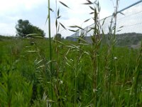 Avena sterilis 10, Wilde haver, Saxifraga-Rutger Barendse