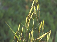 Avena sterilis 2, Wilde haver, Saxifraga-Inigo Sanchez