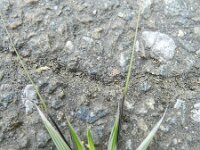 Avena sterilis 3, Wilde haver, Saxifraga-Rutger Barendse