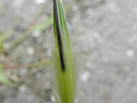 Avena sterilis 4, Wilde haver, Saxifraga-Rutger Barendse
