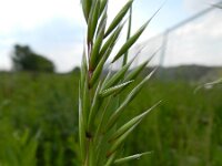 Avena sterilis 5, Wilde haver, Saxifraga-Rutger Barendse