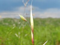 Avena sterilis 6, Wilde haver, Saxifraga-Rutger Barendse