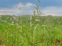 Avena sterilis 7, Wilde haver, Saxifraga-Rutger Barendse