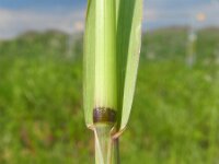 Avena sterilis 8, Wilde haver, Saxifraga-Rutger Barendse