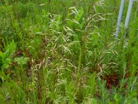 Avena sterilis 9, Wilde haver, Saxifraga-Rutger Barendse