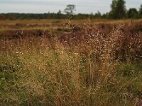 Avenella flexuosa, Wavy Hair-grass