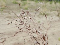 Avenella flexuosa 17, Bochtige smele, Saxifraga-Rutger Barendse
