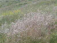 Avenella flexuosa 2, Bochtige smele, Saxifraga-Jasenka Topic