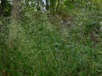 Avenella flexuosa 21, Bochtige smele, Saxifraga-Ed Stikvoort