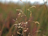 Avenella flexuosa 3, Bochtige smele, Saxifraga-Hans Dekker