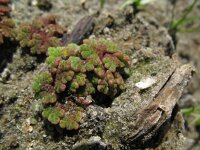 Azolla filiculoides 1, Grote kroosvaren, Saxifraga-Rutger Barendse