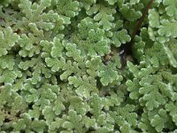 Azolla filiculoides 10, Grote kroosvaren, Saxifraga-Santos Cirujano Bracamonte