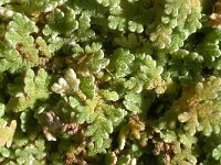 Azolla filiculoides 11, Grote kroosvaren, Saxifraga-Santos Cirujano Bracamonte