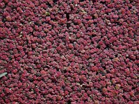 Azolla filiculoides 12, Grote kroosvaren, Saxifraga-Ed Stikvoort