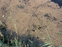 Azolla filiculoides 2, Grote kroosvaren, Saxifraga-Piet Zomerdijk