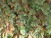 Azolla filiculoides 5, Grote kroosvaren, Saxifraga-Santos Cirujano Bracamonte