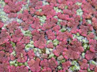 Azolla filiculoides 7, Grote kroosvaren, Saxifraga-Rutger Barendse