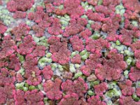 Azolla filiculoides 8, Grote kroosvaren, Saxifraga-Rutger Barendse
