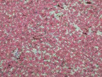 Azolla filiculoides 9, Grote kroosvaren, Saxifraga-Rutger Barendse