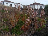 Azorina vidalii 11, Saxifraga-Ed Stikvoort