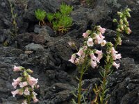 Azorina vidalii 13, Saxifraga-Ed Stikvoort