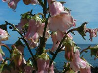 Azorina vidalii 2, Saxifraga-Ed Stikvoort