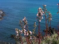 Azorina vidalii 3, Saxifraga-Ed Stikvoort