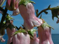 Azorina vidalii 4, Saxifraga-Ed Stikvoort