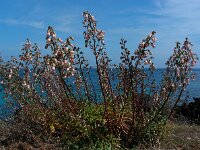 Azorina vidalii 5, Saxifraga-Ed Stikvoort